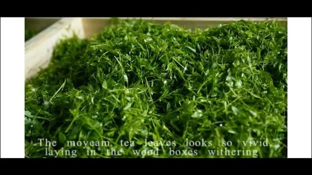 vine tea(Ampelopsis) смотреть онлайн