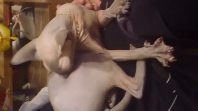 Сфинкс сосет сам себя!))) смотреть онлайн