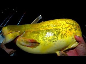 ТАКОЕ В ПЕРВЫЙ РАЗ ПОПАЛОСЬ!!! ЕЛЕ СПИННИНГ ПОЙМАЛ. РЫБАЛКА НА ЗАКИДУШКИ