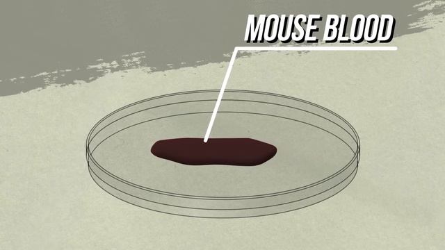 58 Million Years Ago Titanoboa Lost the War to the Biggest Crocodile, but the War Is Still Going On смотреть онлайн
