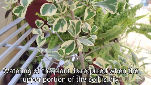 FICUS TRIANGULARIS VARIEGATA II HOW TO GROW & CARE смотреть онлайн