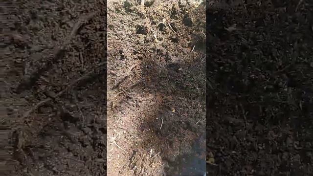 голубика.враг голубики Бронзовка.Майский жук. смотреть онлайн