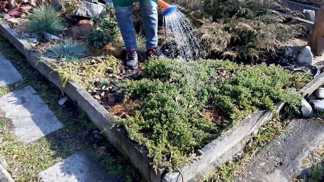 Готовим хвойники к зиме смотреть онлайн