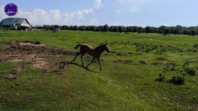 Пашторы. ХМАО. Белоярский район. Юбилей. смотреть онлайн