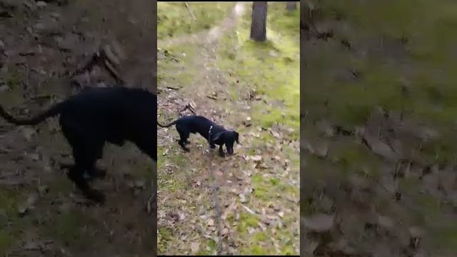 Такса Макс на Голубых озёрах смотреть онлайн