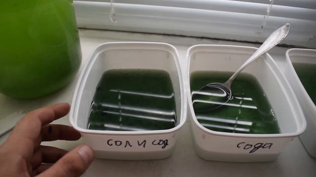 Разведение спирулины из замороженной смотреть онлайн