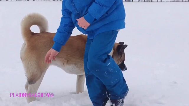 Платон играет с Шато (Американская акита) смотреть онлайн