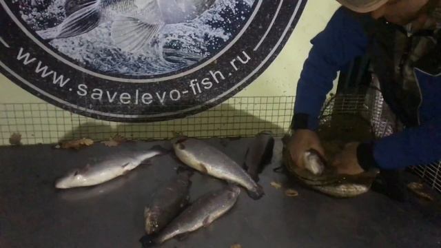 19.10.2018 форелевый улов верхний безлимитный пруд смотреть онлайн