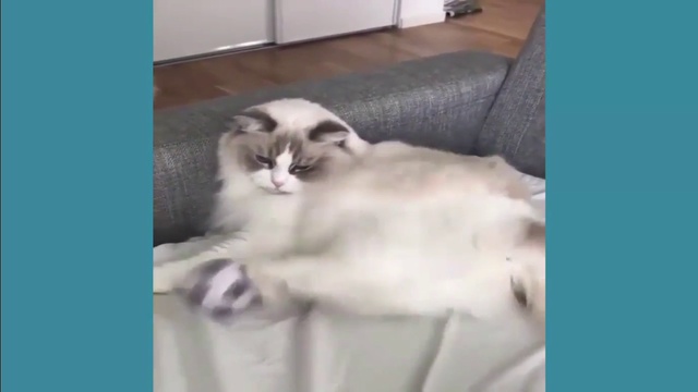 спортивные коты смотреть онлайн