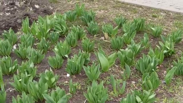 Зацвели ранние тюльпаны и форзиция в Ростове/Early tulips and forsythia bloom in Rostov смотреть онлайн