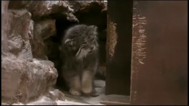 Непростые будни манульего семейства...) смотреть онлайн