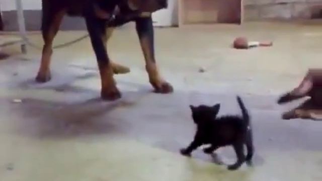 Котенок против ротвейлера смотреть онлайн