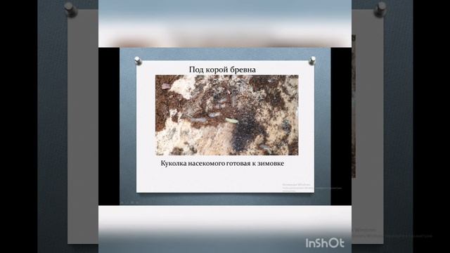 Где прячутся насекомые зимой смотреть онлайн