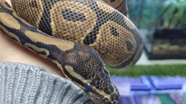 Коротко о "Кошках" - содержание королевских питонов смотреть онлайн