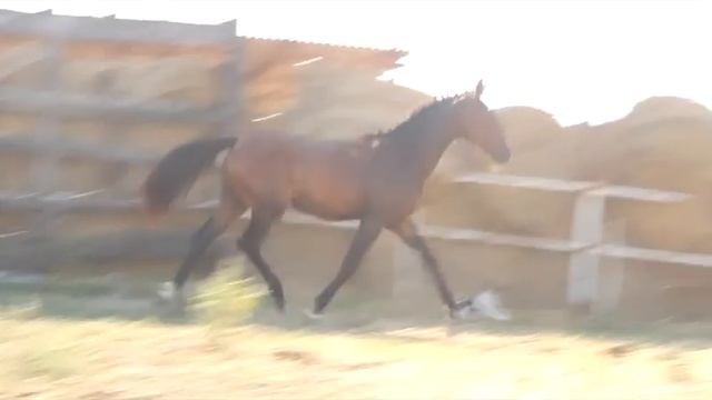 Эль Ферроль 090914 смотреть онлайн