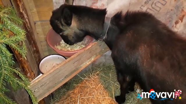 Коза/ молоко на вторые сутки/Что с козой?/Goat / milk on the second day / What about the goat? смотреть онлайн