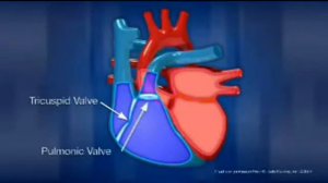Как работает сердце человека | How a person’s heart works