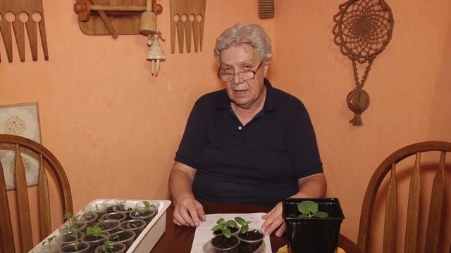 Голова садовая - Кладоспориоз или бурая пятнистость, оливковая пятнистость смотреть онлайн