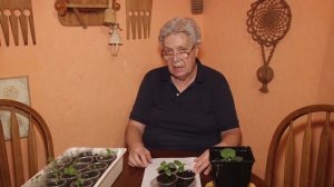 Голова садовая - Кладоспориоз  или бурая пятнистость, оливковая пятнистость