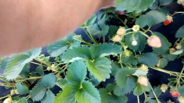 Молинг столетие. Шикарный сорт. Ранняя и вкусная смотреть онлайн
