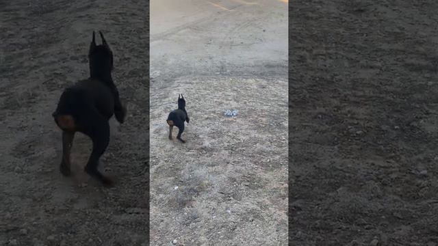 doberman puppy (1st try running up a huge hill)!! смотреть онлайн