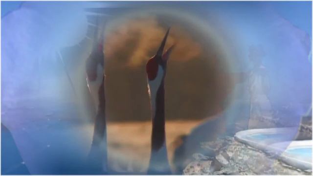 Здравствуйте!!! смотреть онлайн