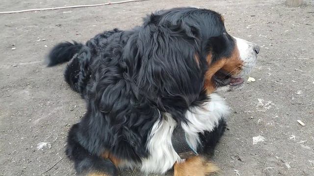 БЕРНСКИЙ ЗЕННЕНХУНД