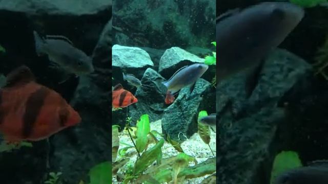 Как определить пол у барбусов смотреть онлайн