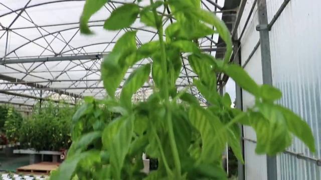 Comment tailler son Basilic ? - Tuto #12 смотреть онлайн