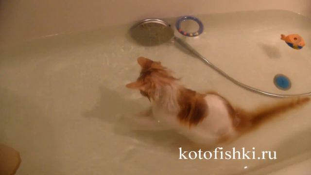 Котенок купается в ванной, стоит под душем, играет с лейкой | Cool cat takes a bath смотреть онлайн