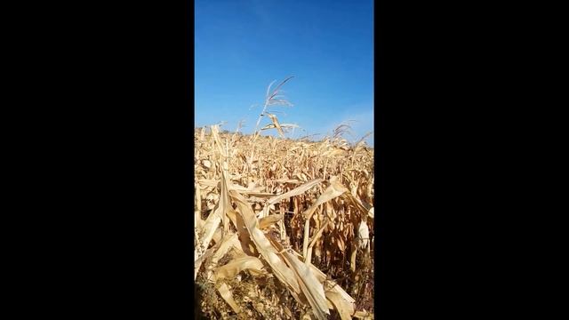 Кукуруза 2019. Кукуруза 