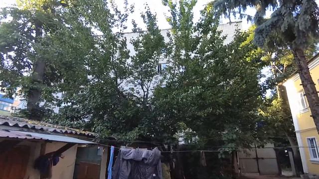 Чудо природы в Ельце выросли абрикосы. сладкие сладкие смотреть онлайн