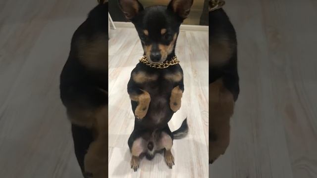 Той-терьер дрессировка смотреть онлайн