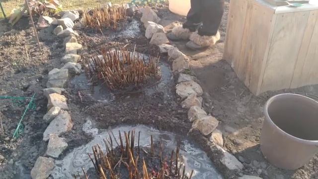 ПИОНЫ ОБРАБОТКА И ПОДКОРМКА ВЕСНОЙ ДЛЯ ХОРОШЕГО И ПЫШНОГО ЦВЕТЕНИЯ ! смотреть онлайн