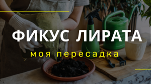 Пересадка красавчика ФИКУС ЛИРАТА БАМБИНО