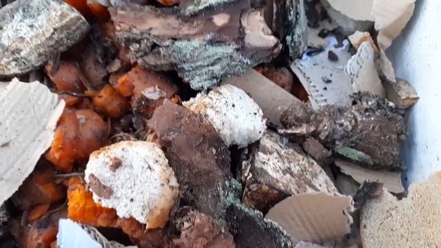 НЕ ВЫБРАСЫВАЙТЕ ПИЩЕВЫЕ ОТХОДЫ! Чашка ПЕТРИ.