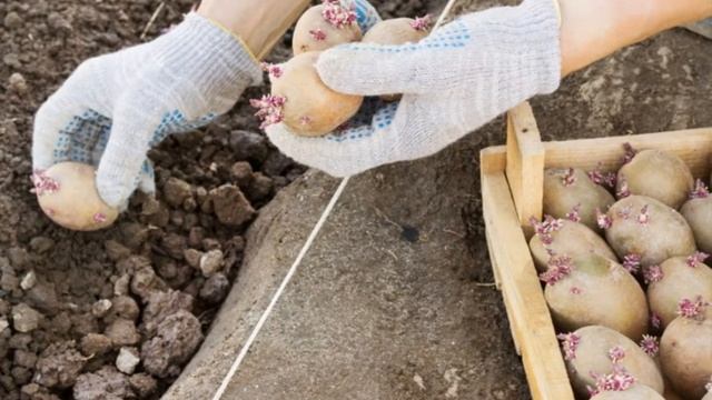 Доломитовая мука как использовать в огороде при посадке картофеля. Не забудьте присыпать картофель! смотреть онлайн