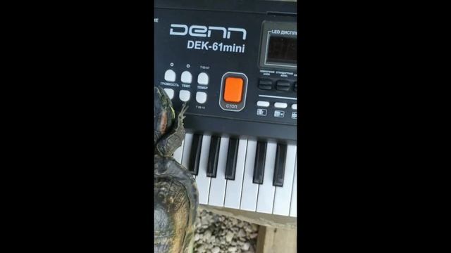 Карыч играет на пианино!!! смотреть онлайн