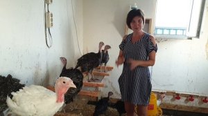 Индюки Хайбрид Конвертер и Бронза. Содержание и уход в жару. Индюкам шесть недель.