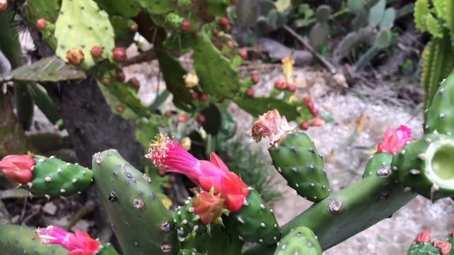 Must visit place: Garden city, Xiamen, China смотреть онлайн