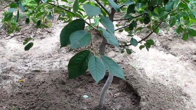 Спиральные деревья обзор спустя 2 года/Spiral trees review 2 years later смотреть онлайн