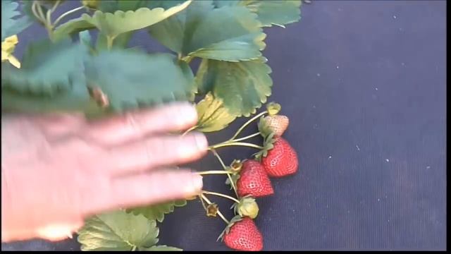 ФЛОРИНА - один из самых удачных сортов клубники питомника Flevoplant. смотреть онлайн