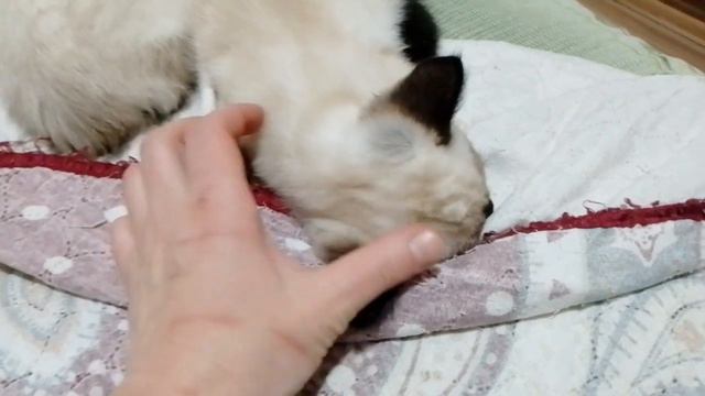 У сиамского котенка большая шишка на голове! смотреть онлайн