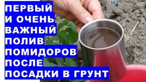 Первый и очень важный полив помидоров после посадки в грунт