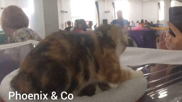 Выставка кошек в МВЦ, г. Киев. 19 мая 2018. Cats Show смотреть онлайн