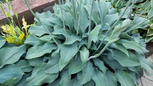 #хосты / Хосты (лат. hosta). Почему не даю цвести хостам?