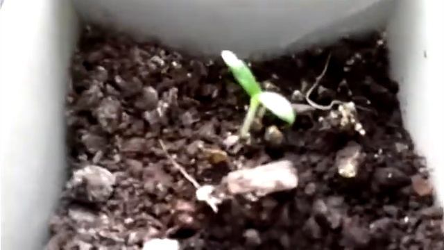 Эксперимент с фитолампами продолжается. смотреть онлайн
