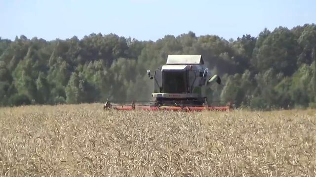 Уборочная 2021. Енисей 950 и Клаас Мега-360. Сравниваем скорость уборки, визуально. Первая часть. смотреть онлайн