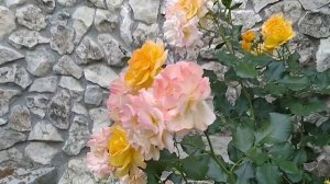 Розы/Жёлтые цвета и оттенки/розы с названиями