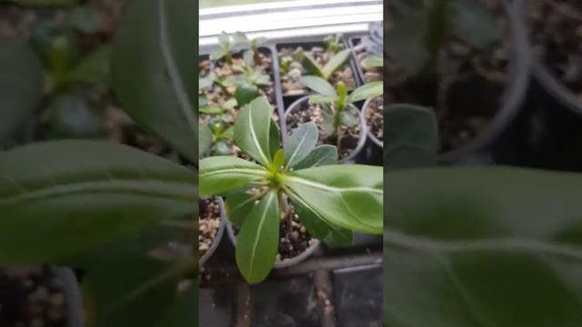 Адениумы моя крошечная коллекция ❤ смотреть онлайн